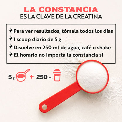 Wild Protein Creatina Monohidratada en Polvo - 12 tarros de 500 g c/u